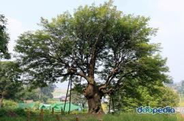 전곡리 물푸레나무,지정번호:천연기념물 제470호