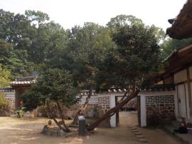 화성 융륭 개비자나무,지정번호:천연기념물 제504호